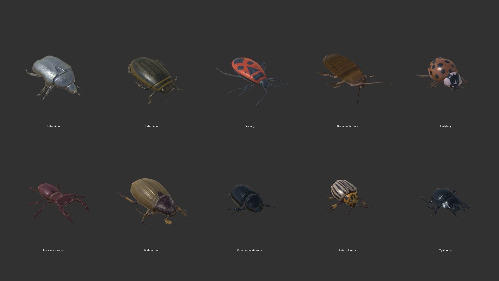 Beetles - pack of insects Low-poly 3D model_14
