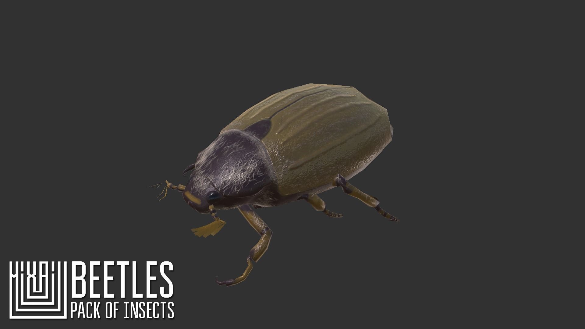 Beetles - pack of insects Low-poly 3D model_6