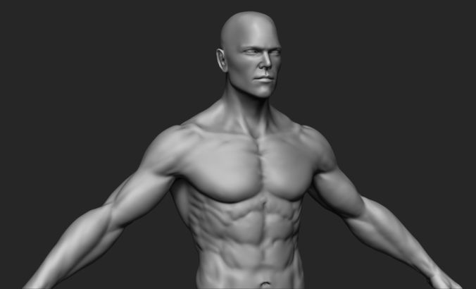 Human Man Anatomy  3D model
