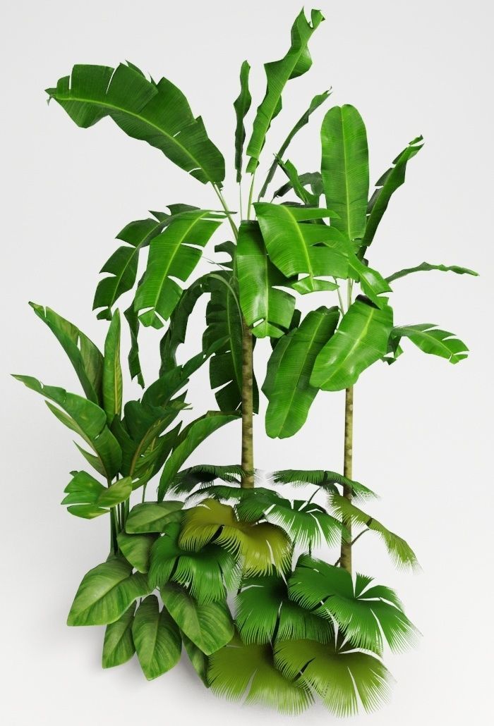 Tropic group of tropical plants 3D model_4