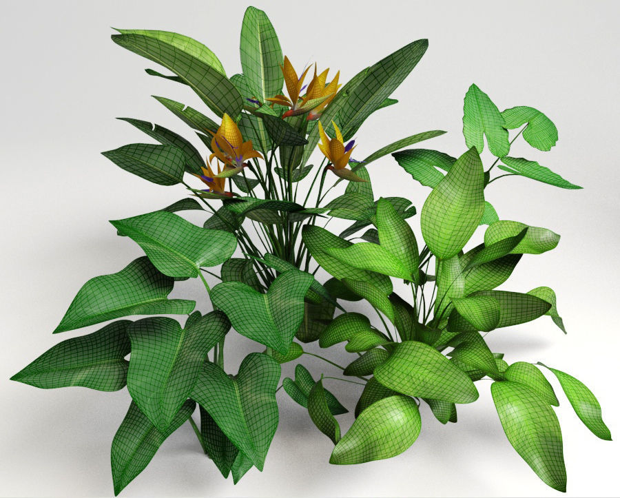 Tropic group of tropical plants 3D model_10