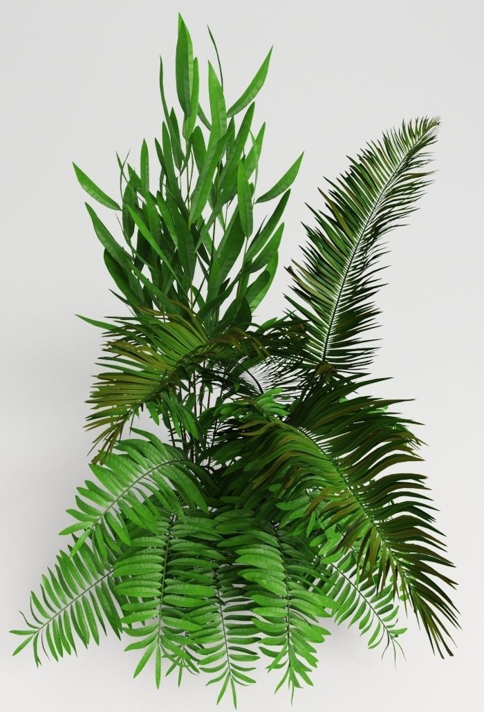 Tropic group of tropical plants 3D model_7