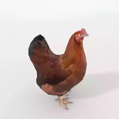 Chicken rooster