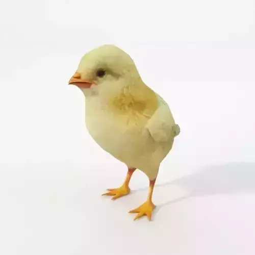 Little Chicken