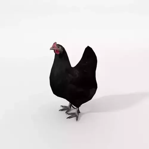 Black Chicken