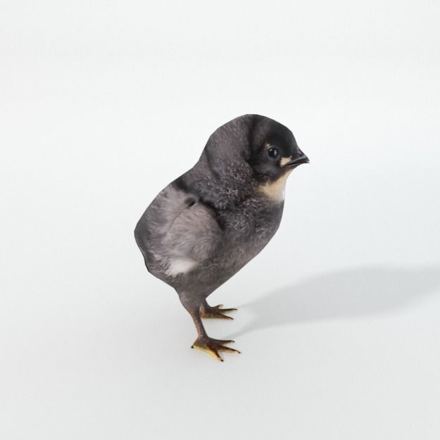 Black Little Chicken Low-poly 3D model_1