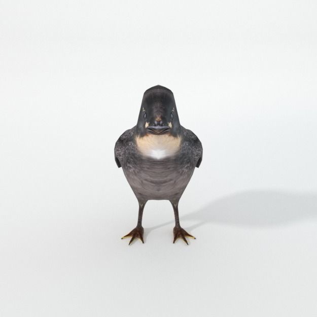 Black Little Chicken Low-poly 3D model_2