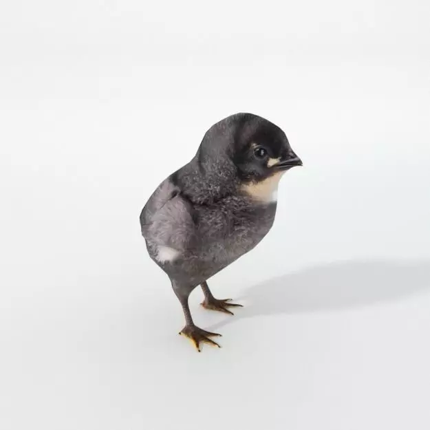 Black Little Chicken Low-poly 3D model_0