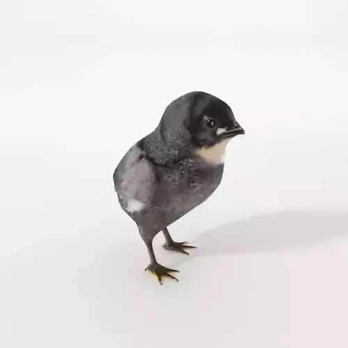 Black Little Chicken