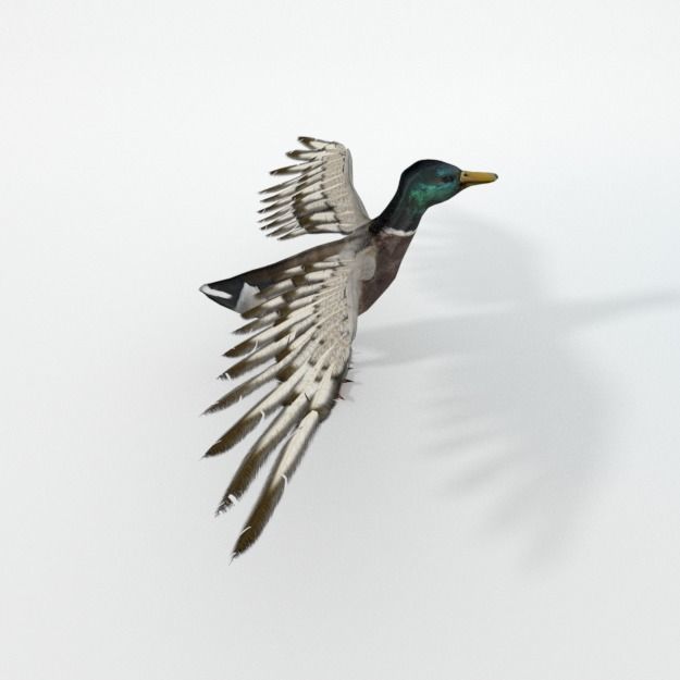 Black Duck Low-poly 3D model_2