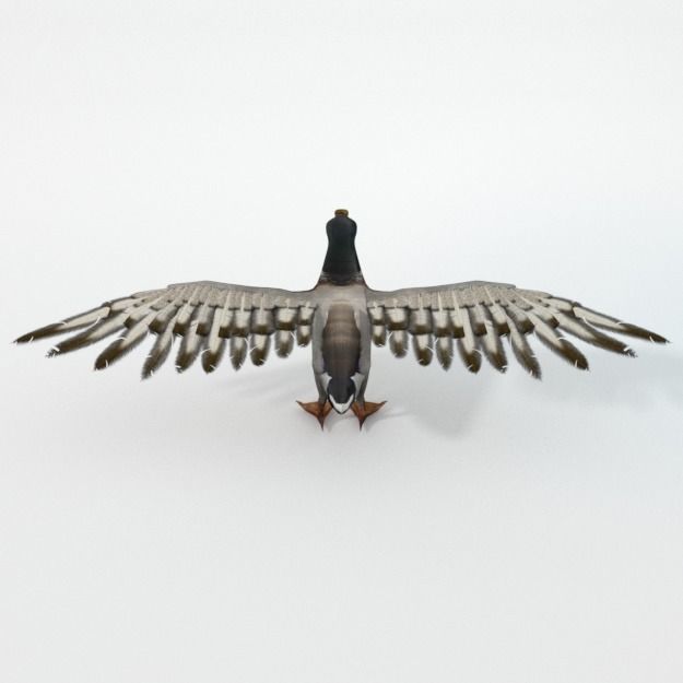 Black Duck Low-poly 3D model_3