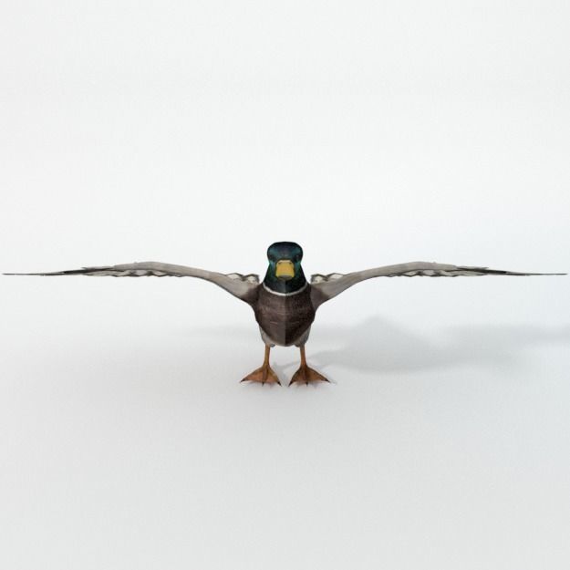 Black Duck Low-poly 3D model_1