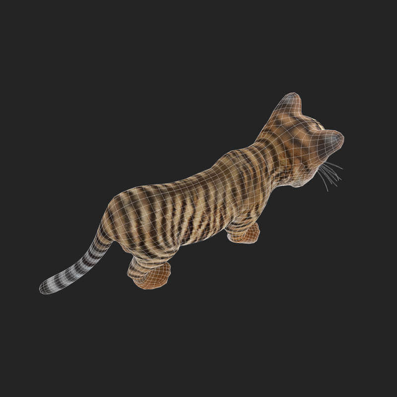Tiger Cub Game Ready Low-poly 3D model_5