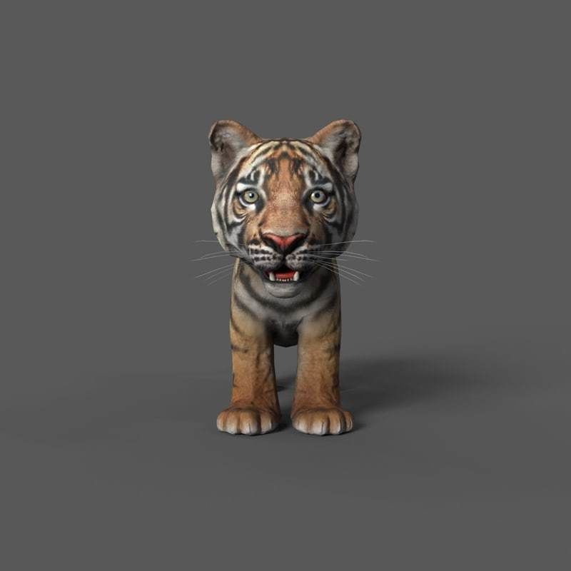 Tiger Cub Game Ready Low-poly 3D model_9