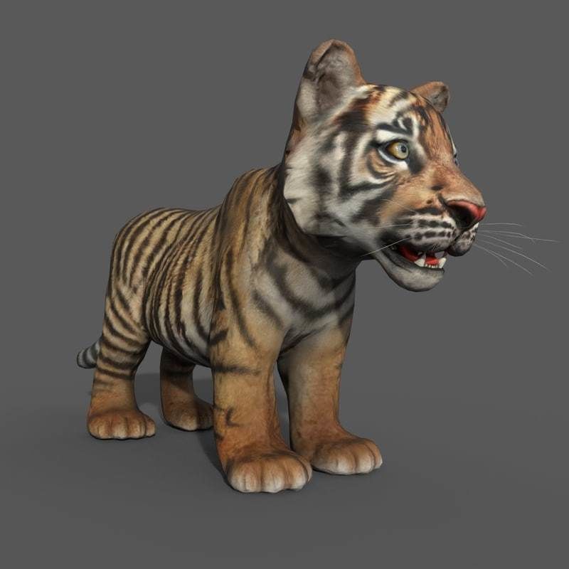Tiger Cub Game Ready Low-poly 3D model_3
