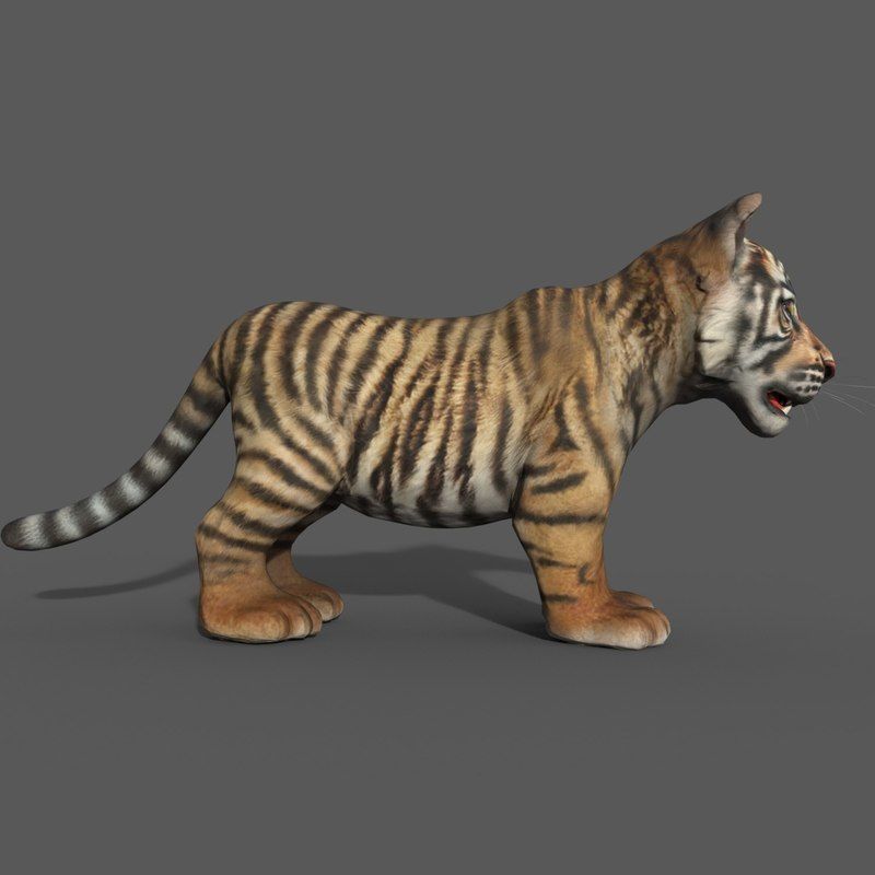 Tiger Cub Game Ready Low-poly 3D model_10