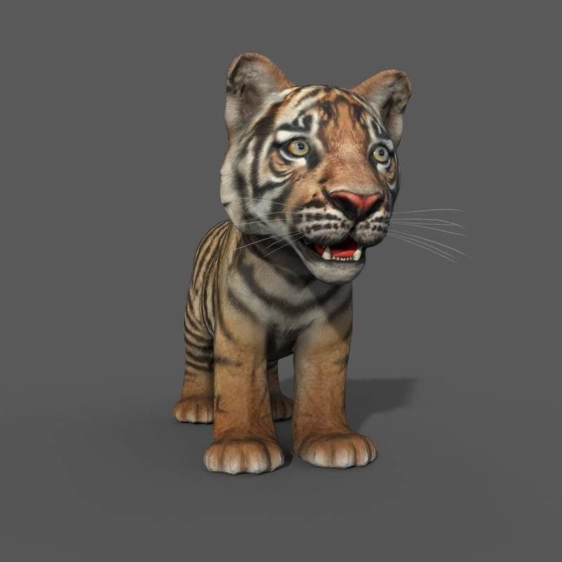 Tiger Cub Game Ready Low-poly 3D model_8