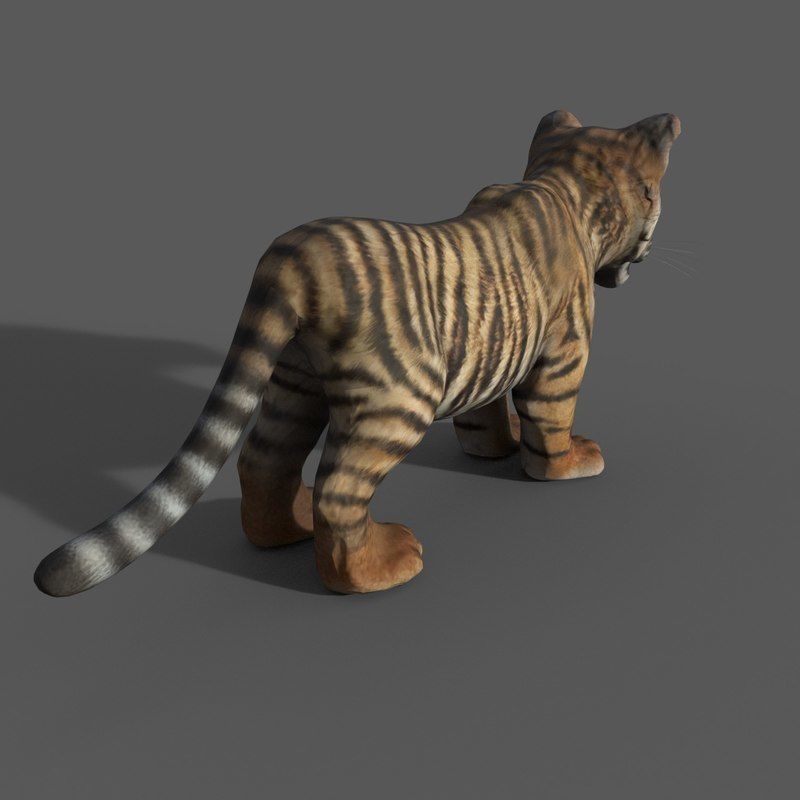 Tiger Cub Game Ready Low-poly 3D model_12