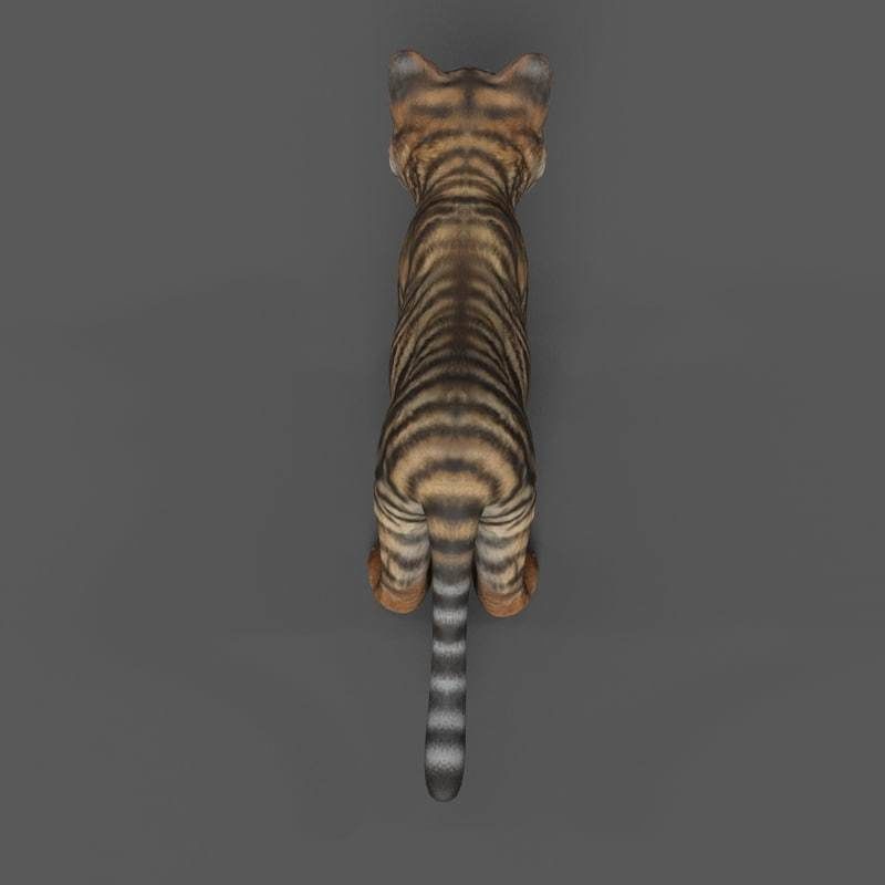 Tiger Cub Game Ready Low-poly 3D model_11
