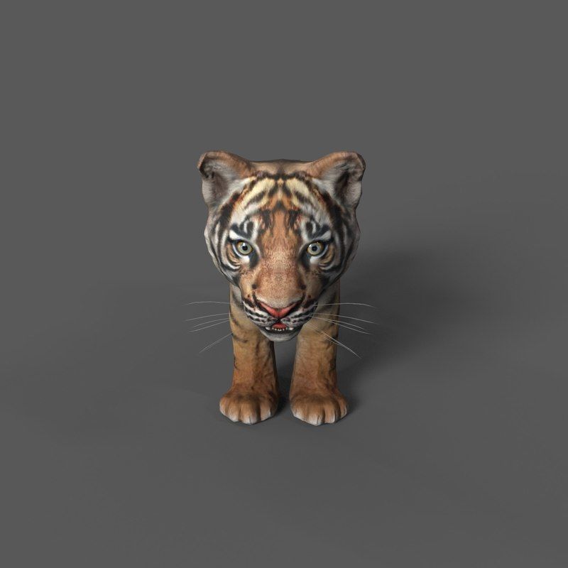 Tiger Cub Game Ready Low-poly 3D model_1