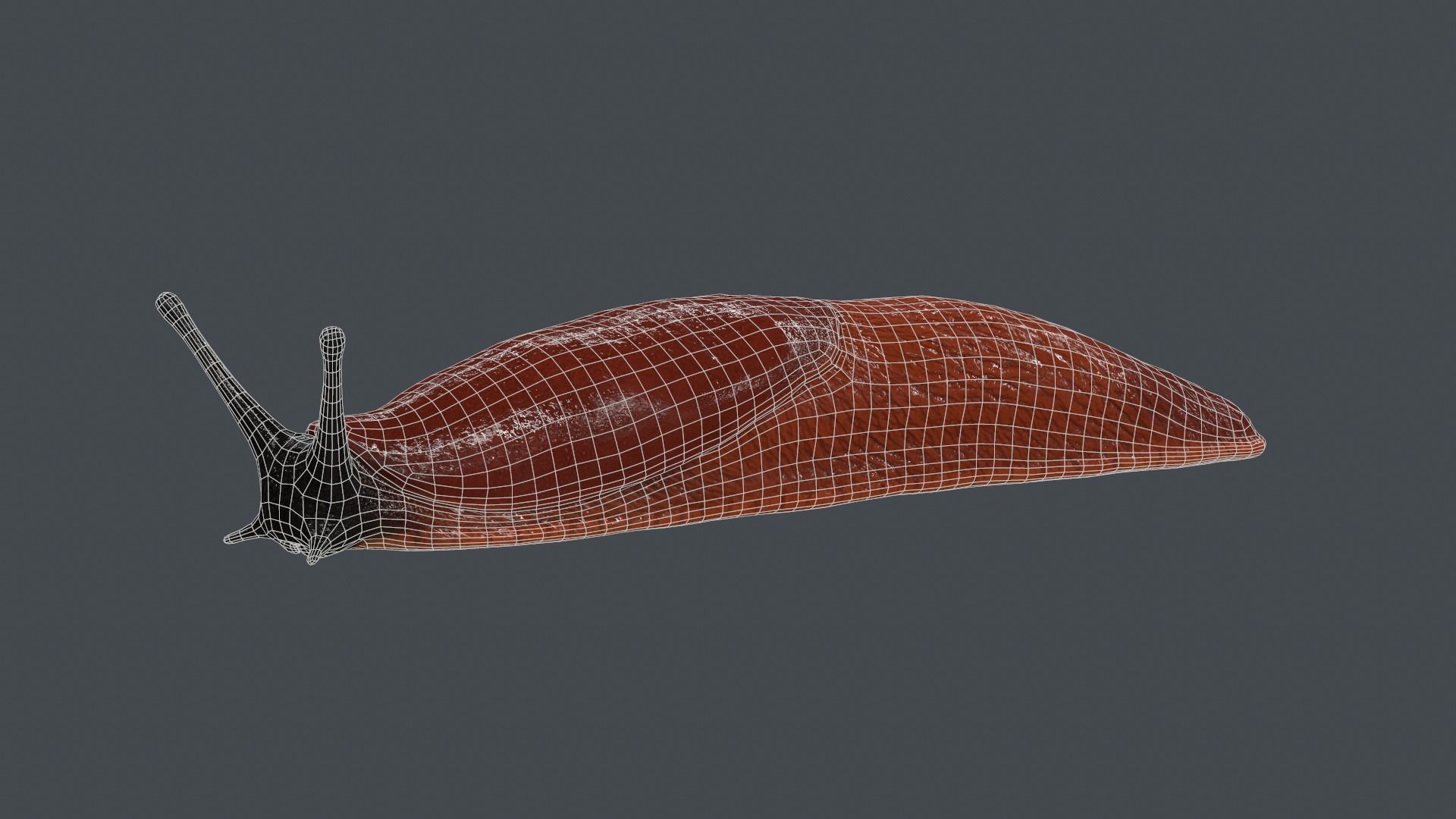 Arion Vulgaris Static Low-poly 3D model_6