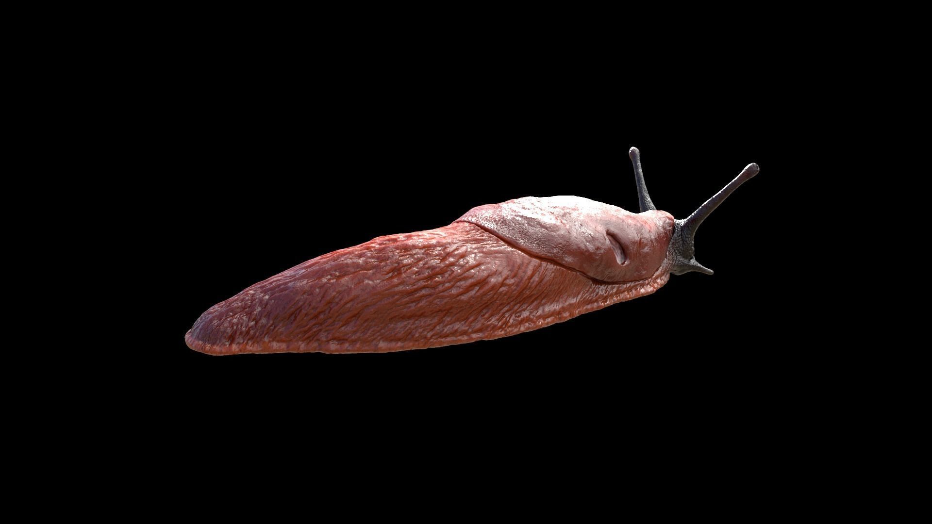 Arion Vulgaris Static Low-poly 3D model_2