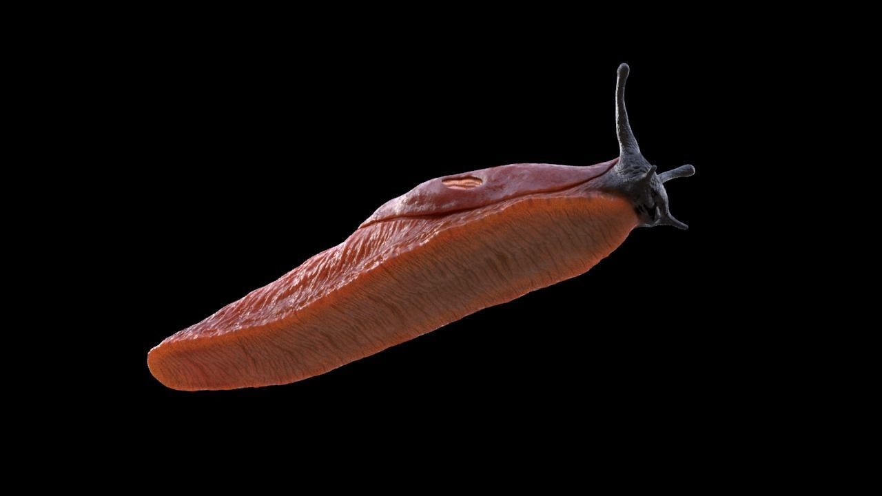 Arion Vulgaris Static Low-poly 3D model_4