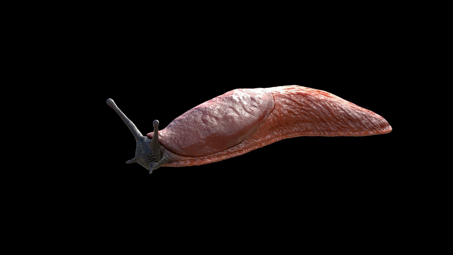 Arion Vulgaris Static Low-poly 3D model_1