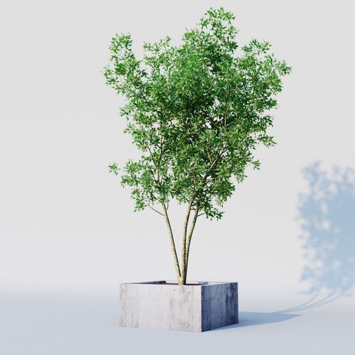 osmanthus tree  3D model