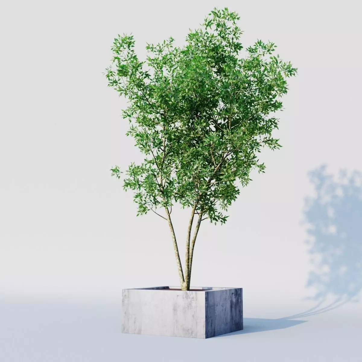 osmanthus tree  3D model_0