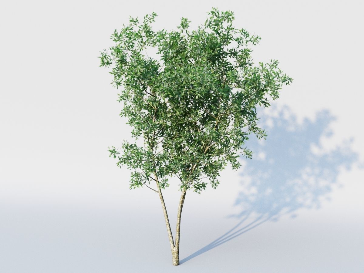 osmanthus tree  3D model_4
