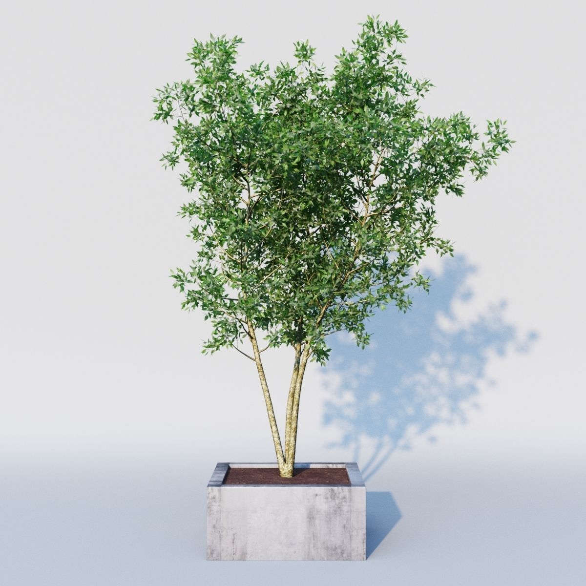 osmanthus tree  3D model_1