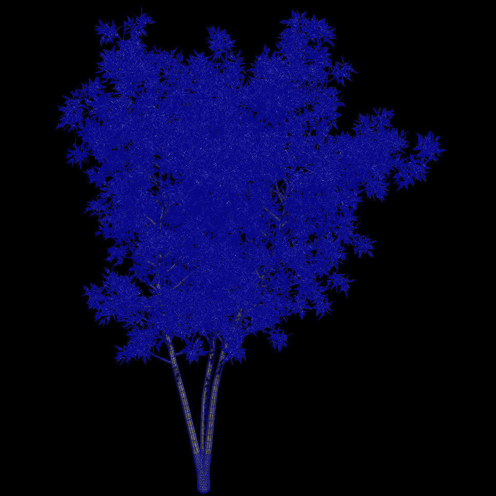 osmanthus tree  3D model_6
