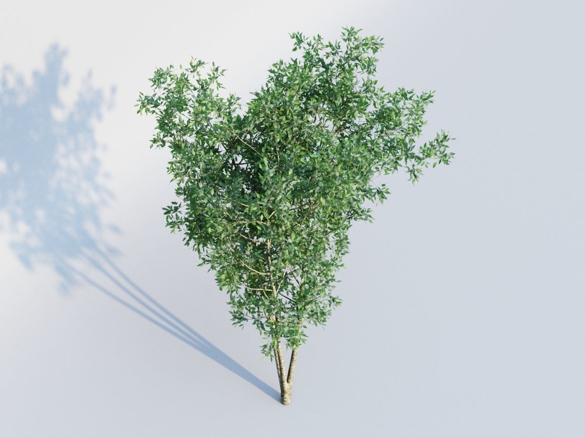 osmanthus tree  3D model_3