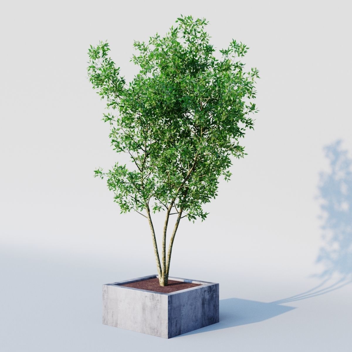 osmanthus tree  3D model_2