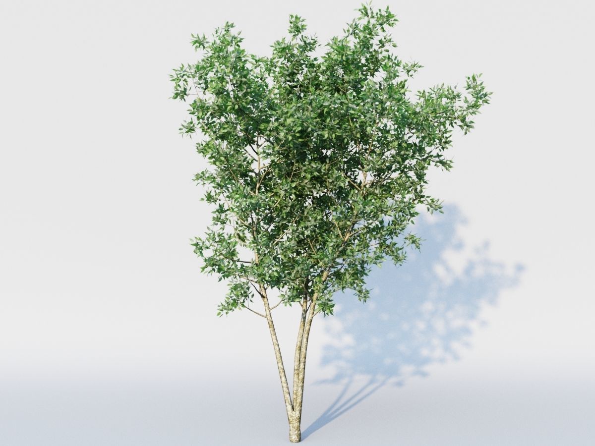 osmanthus tree  3D model_5