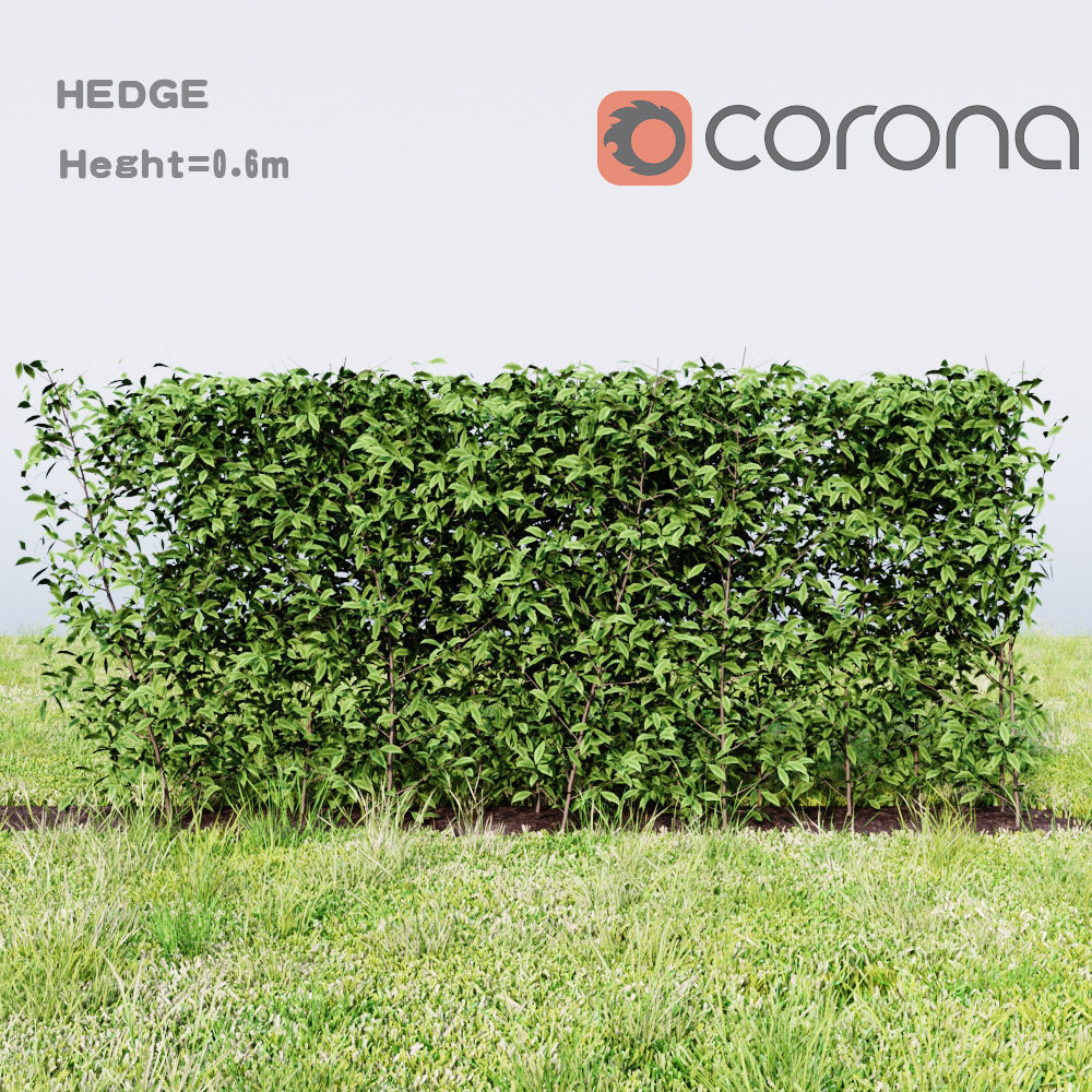 hedge plant 3D model_1