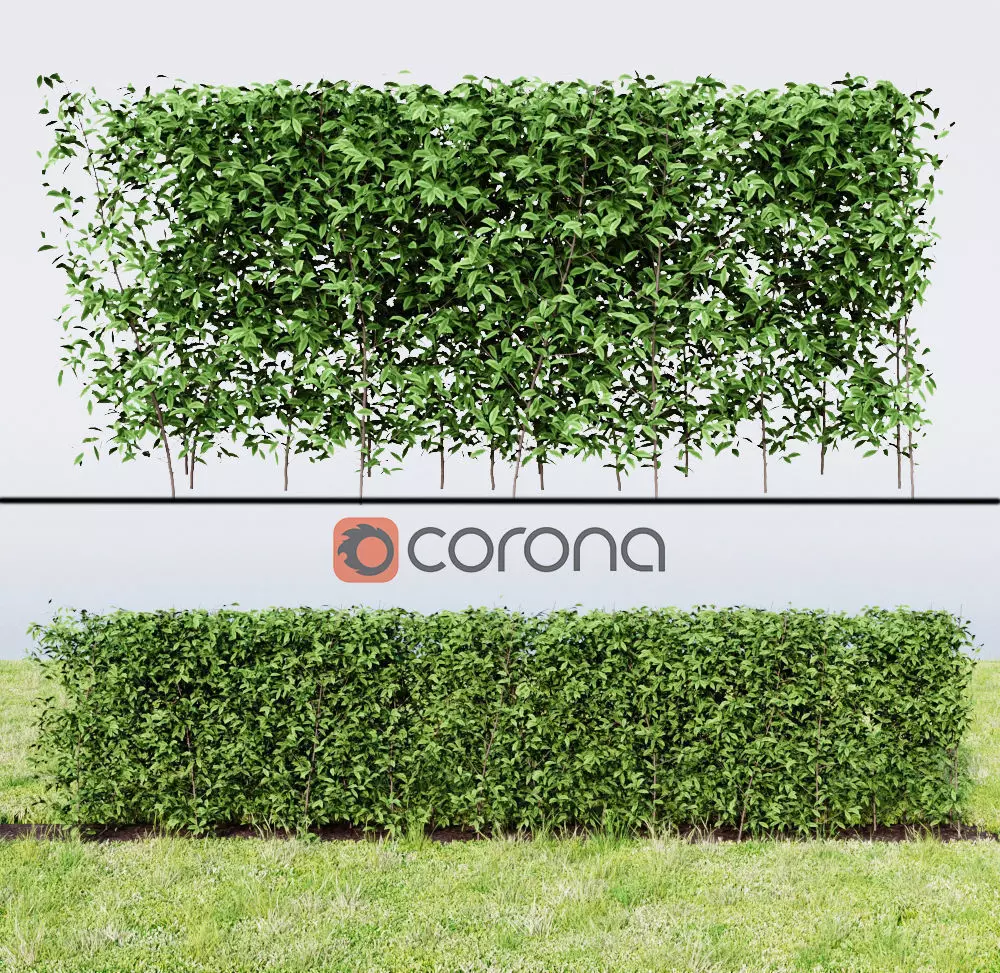 hedge plant 3D model_0