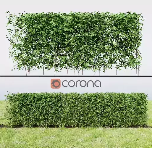 hedge plant 3D model