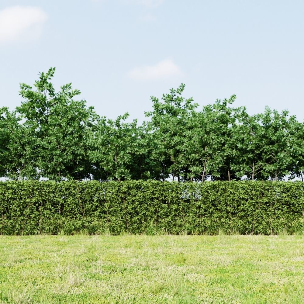 hedge plant 3D model_3