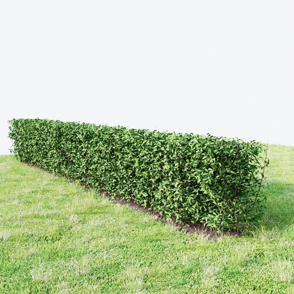 hedge plant 3D model_4