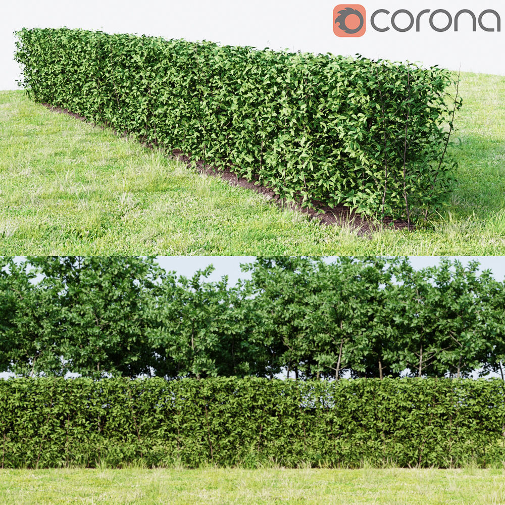 hedge plant 3D model_2