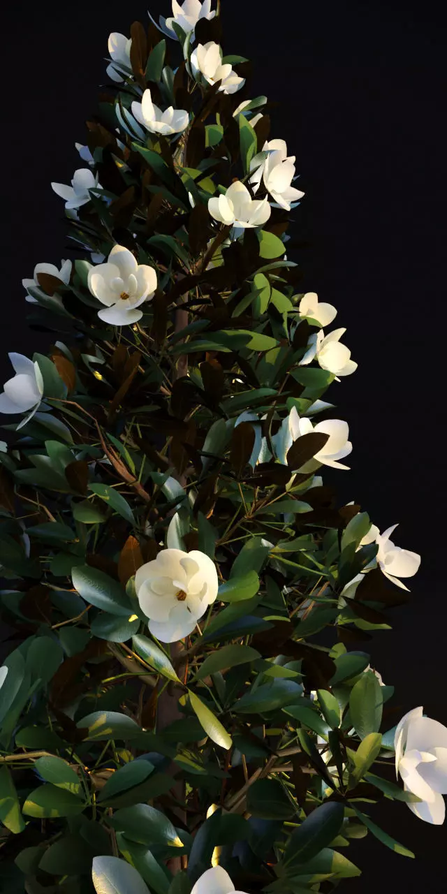 Magnolia Grandiflora 3D model_0