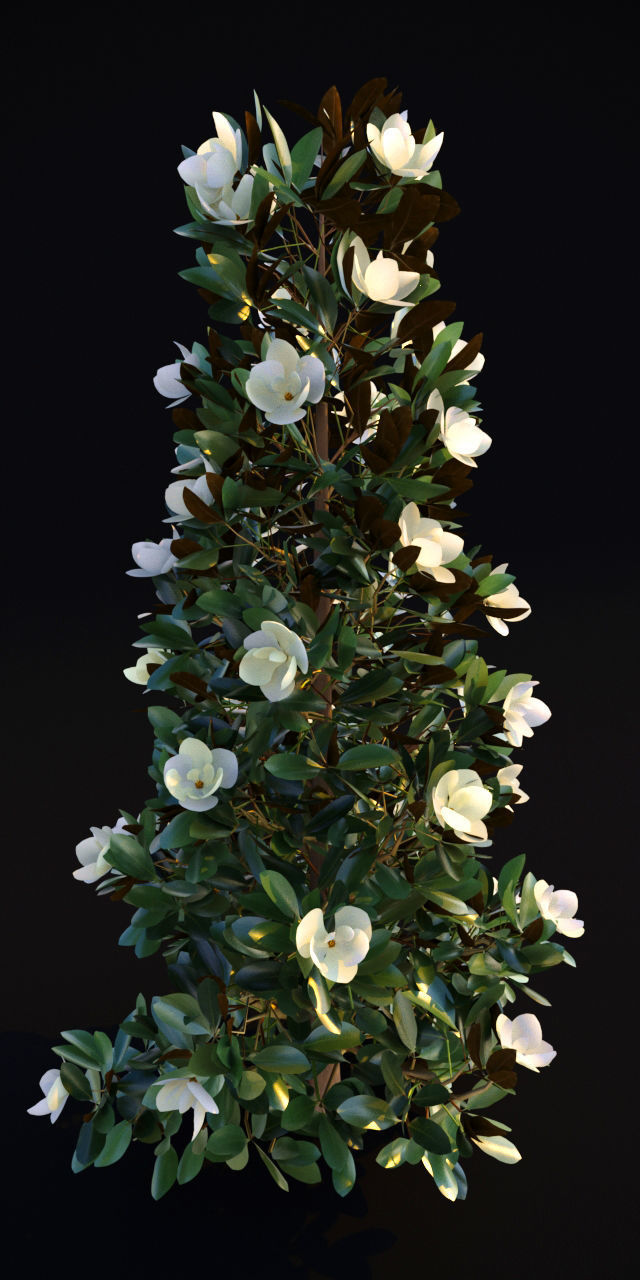 Magnolia Grandiflora 3D model_4