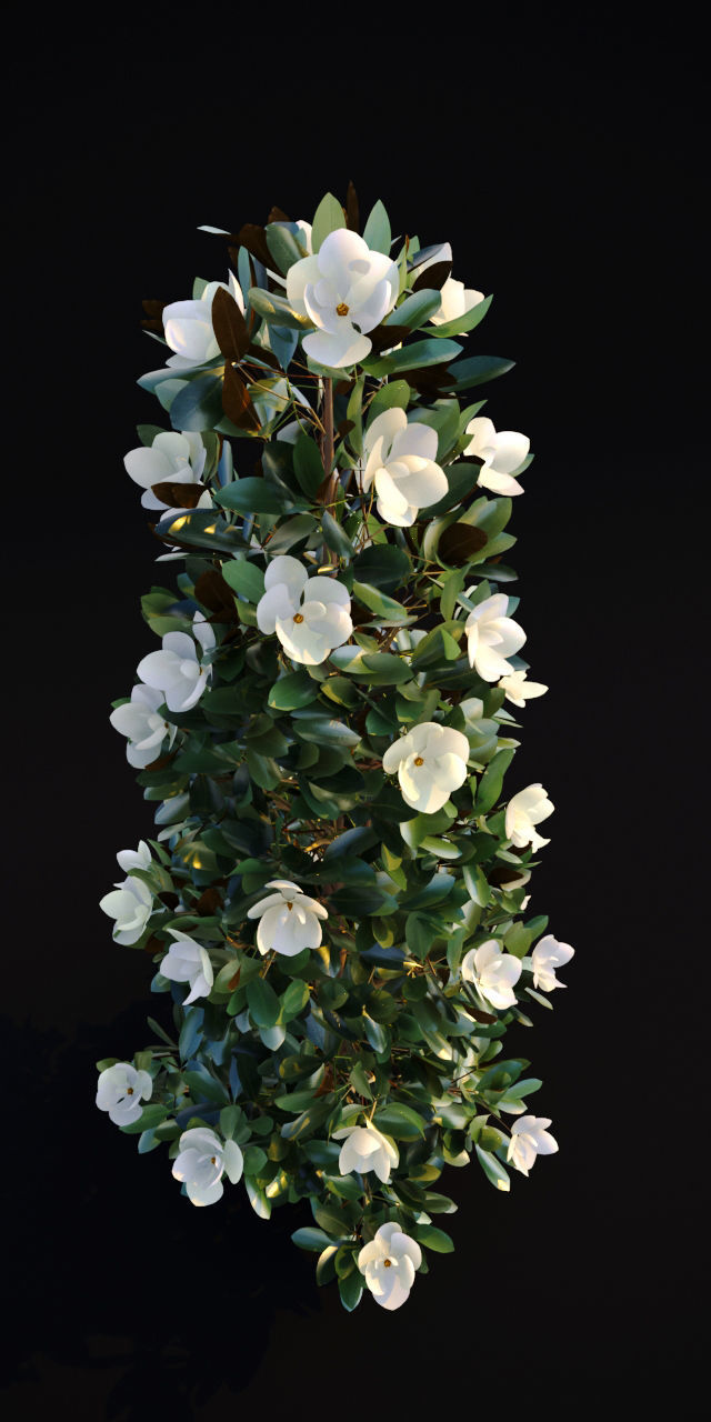 Magnolia Grandiflora 3D model_1