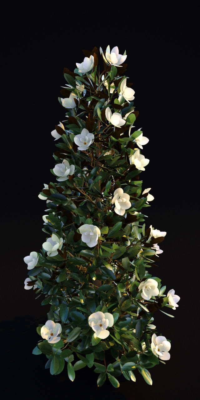 Magnolia Grandiflora 3D model_2