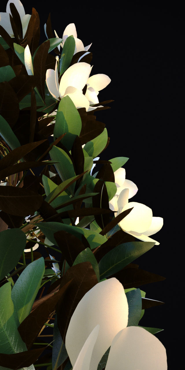 Magnolia Grandiflora 3D model_3