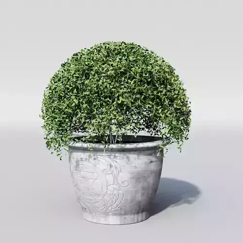 Round plant