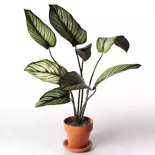 Calathea Ornata Sanderiana in Pot 2
