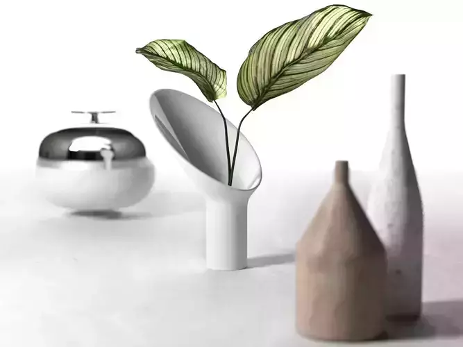 Calathea Ornata Sanderiana in Vases